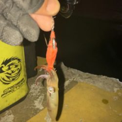 ヒイカはボトムで反応(^｡^)