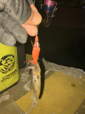 ヒイカはボトムで反応(^｡^)