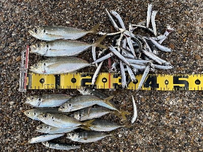 舞洲朝練 アジからのサヨリ