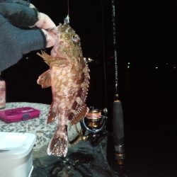 メバリングの筈が