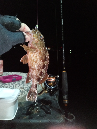 メバリングの筈が