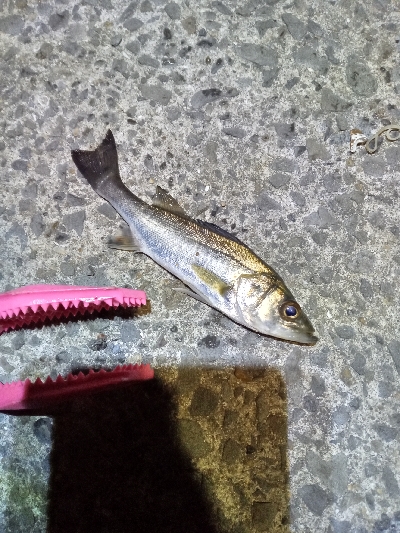 リベンジライトゲーム