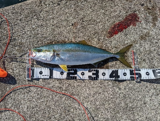 ショアジギング