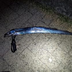 今週もタチウオ