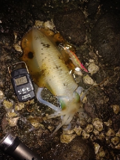 秋のキロアップ