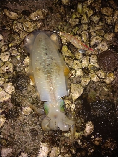 良型揃ってきました！