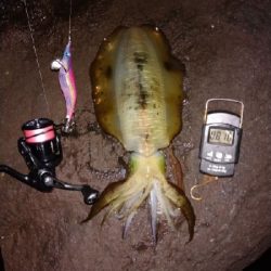 良型来ました！