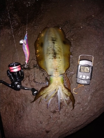 良型来ました！