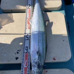 鳴門沖でサワラ