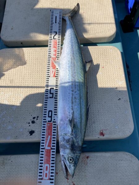 鳴門沖でサワラ