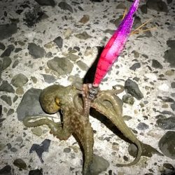 アオリイカ探し