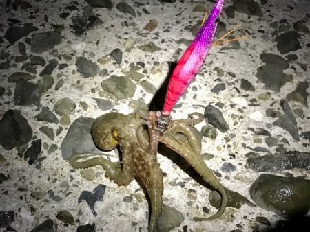 アオリイカ探し