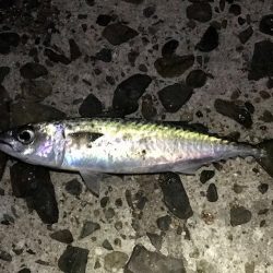 サバのみで終了