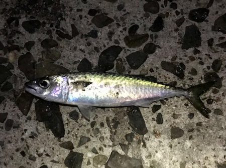 サバのみで終了