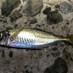 アジ・メバル・サバ