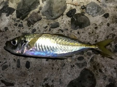 アジ・メバル・サバ