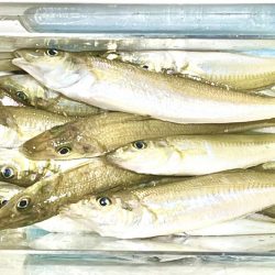 エギングタックルでキス釣り