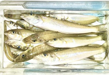 エギングタックルでキス釣り