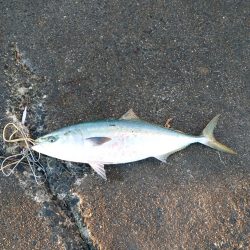 今日渋かった…