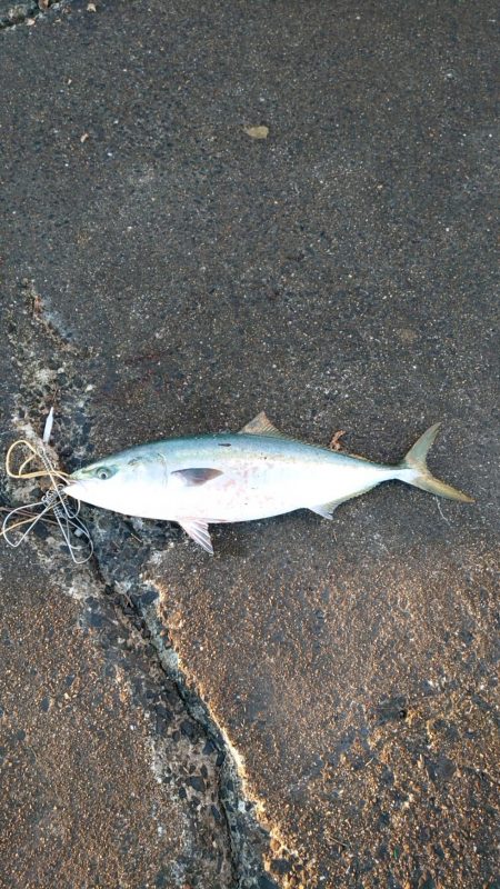 今日渋かった…