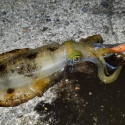 朝間づめ。 寂しい反応です。