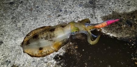 朝間づめ。　寂しい反応です。