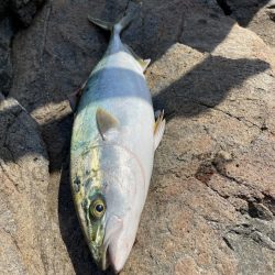 今年地元初青物