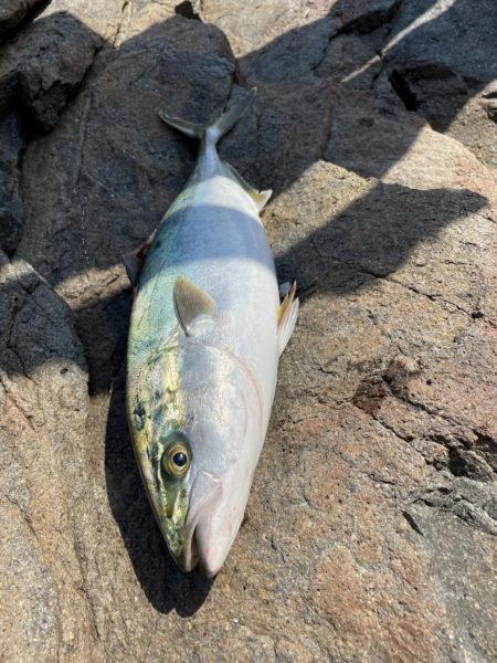 今年地元初青物