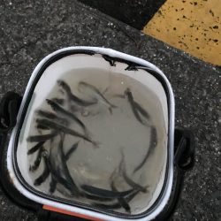 良型太刀魚連発