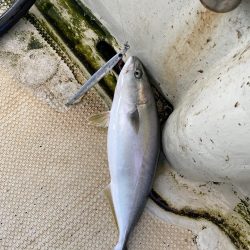 ハマチ入れ食い