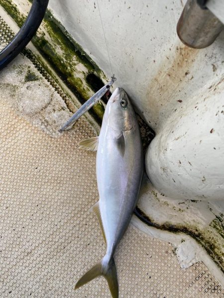 ハマチ入れ食い