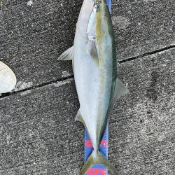 ショアジギング