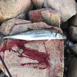 ショアスパルタンぶちまがり