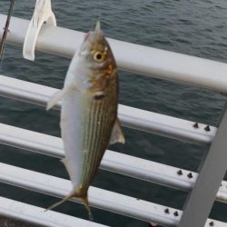 久しぶりの食い気