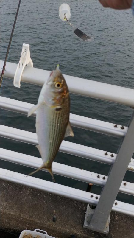 久しぶりの食い気