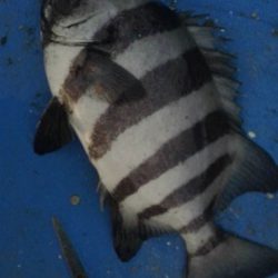 石鯛(中型)(小型)