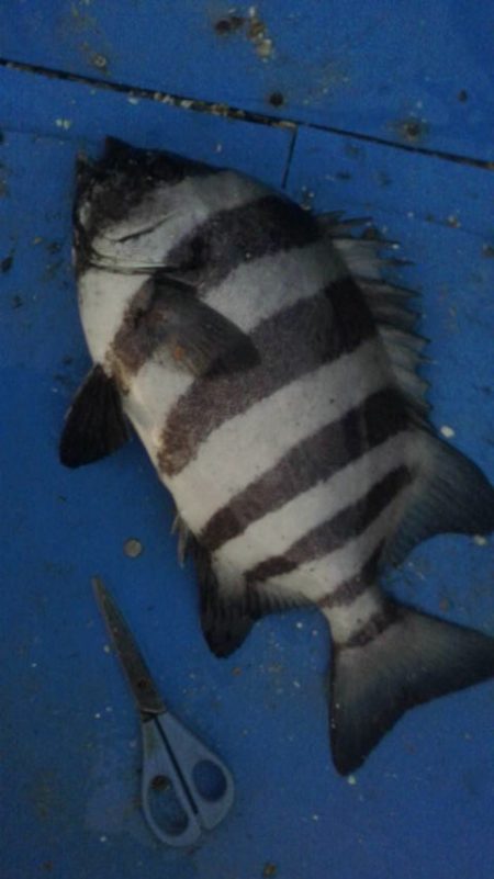 石鯛(中型)(小型)