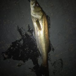 ルアーでこのサイズは初めて