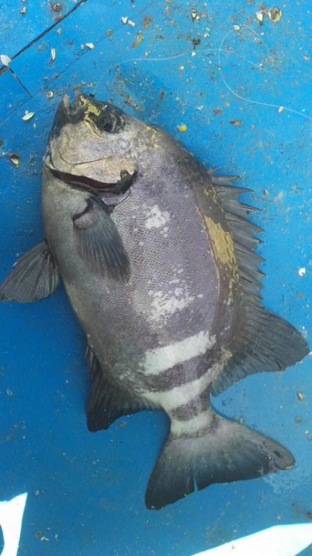 石鯛(中型)(小型)