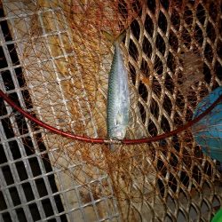 イカ！サバ！アジ！