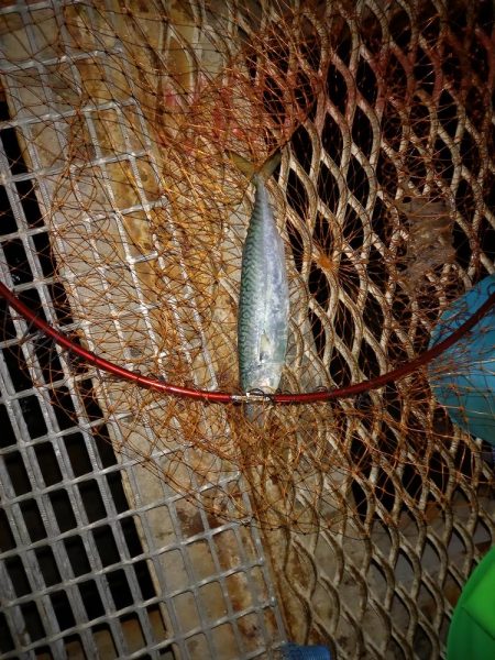 イカ！サバ！アジ！