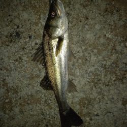 仕事帰りに覗いてみたらボイルが連発