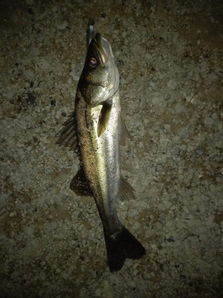 仕事帰りに覗いてみたらボイルが連発