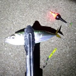 カタクチは無限