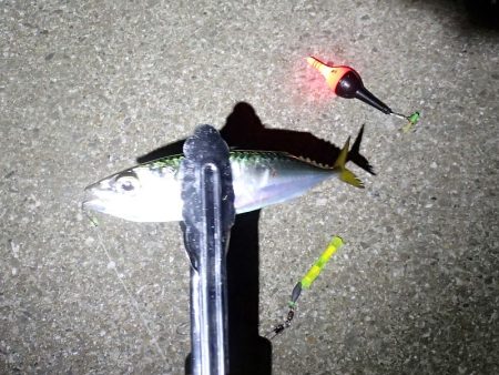 カタクチは無限