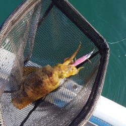 シーズン終盤戦