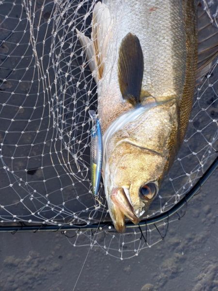 久しぶりのランカーサイズ
