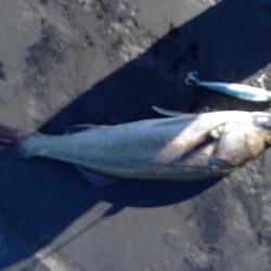 上げ潮が効いてきた頃に