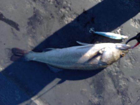 上げ潮が効いてきた頃に