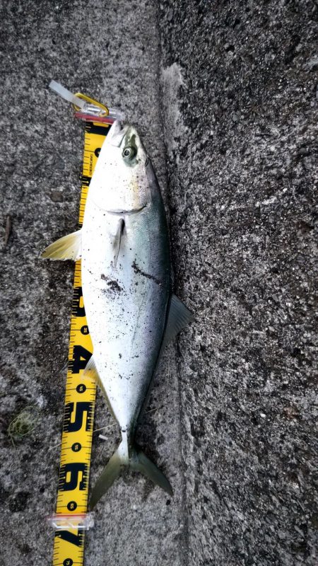 メジロが上がりました